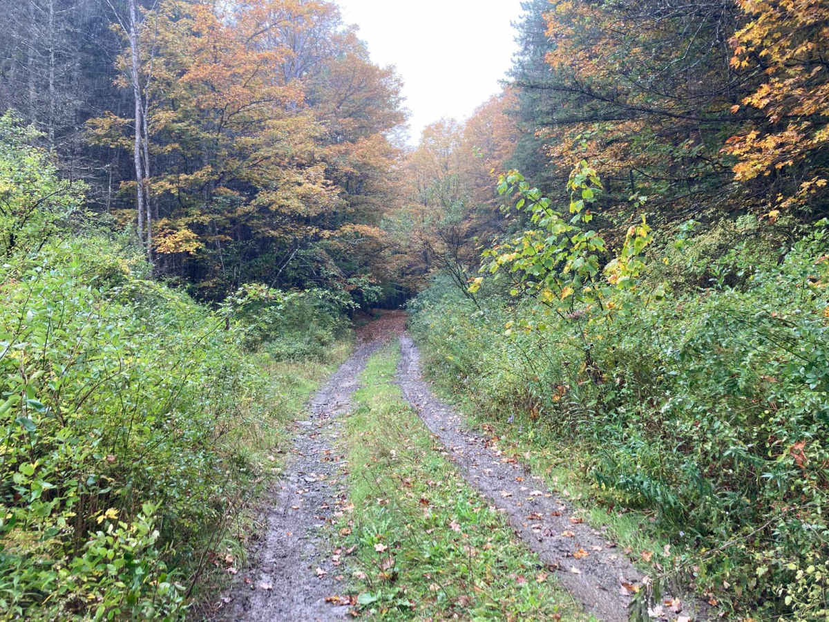 Bellinger Road photo 2