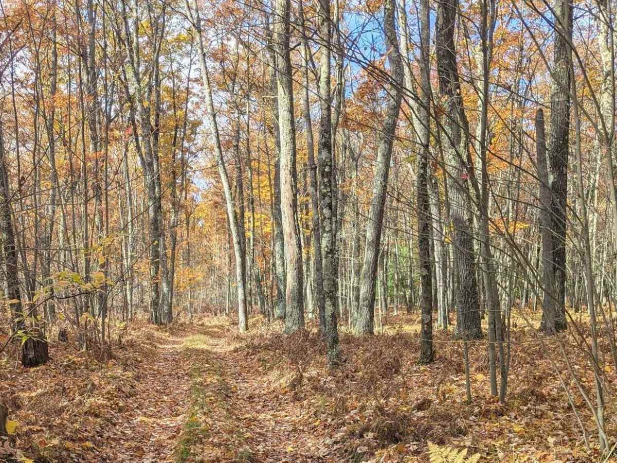 An Inside Trail at Tin Cup photo 3
