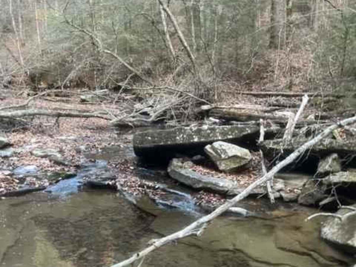 Coalmont Trail 2 Blue trail photo