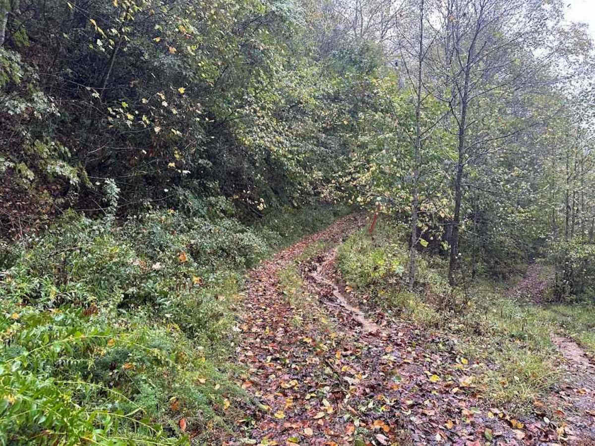 40 Blue trail photo