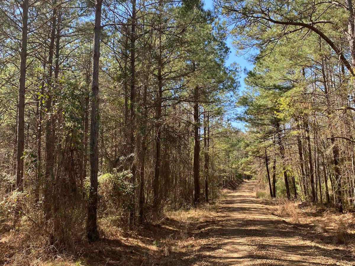 Jackson Parish Line Trail photo 4