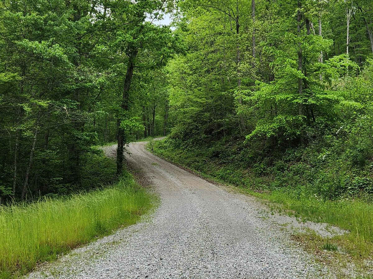 Forest Road 16 photo 5