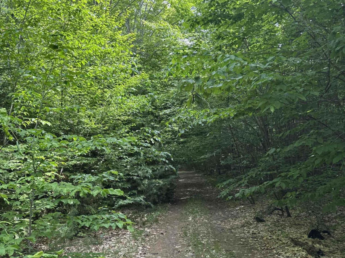 Dells Mills trail photo