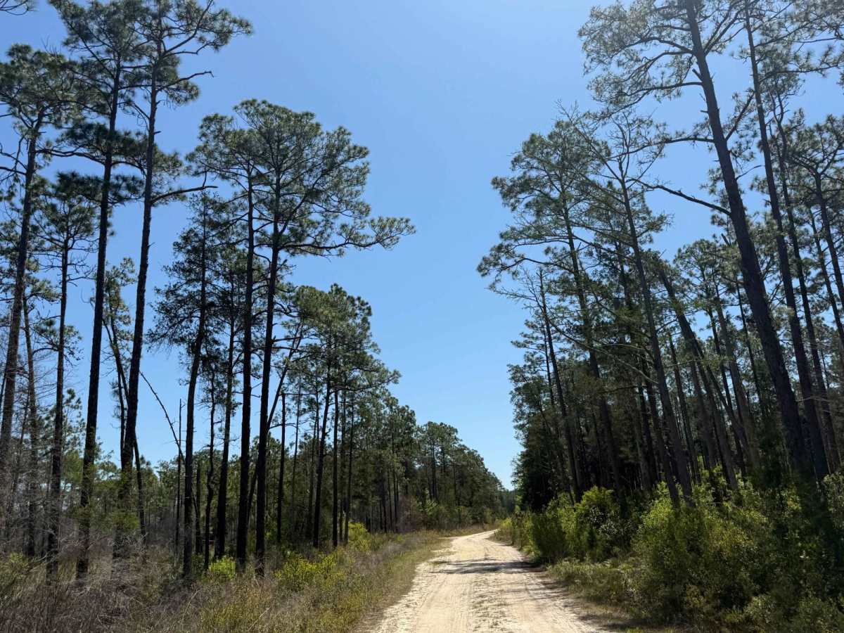 Southside - FS 125 trail photo
