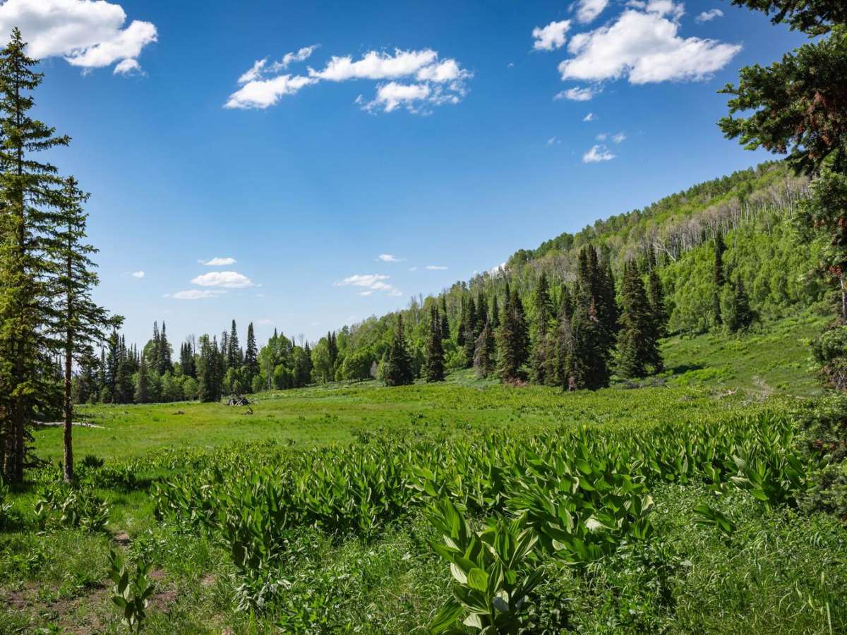 Heber Mtn (FR 70096) photo 2
