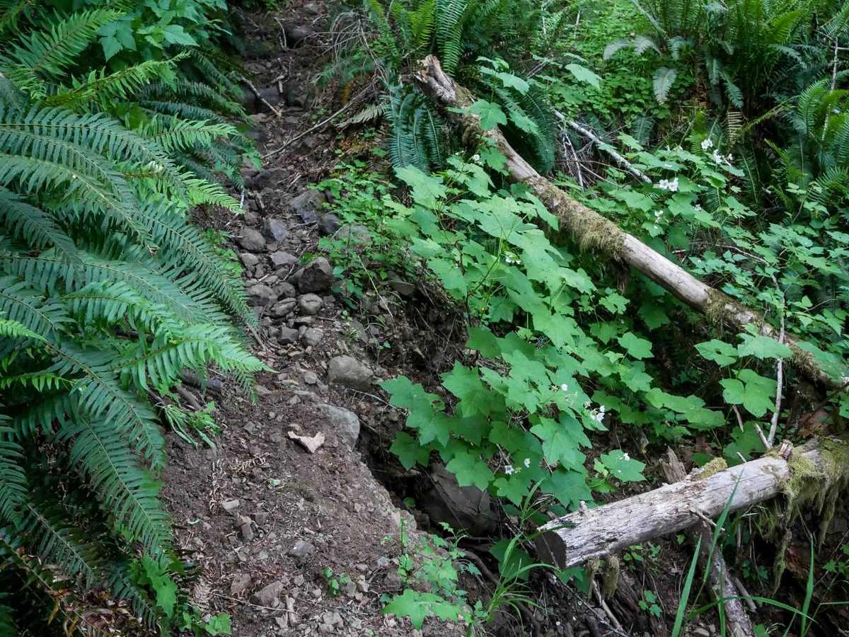 Maddogs Pumpkin Patch #38 (Difficult) trail photo