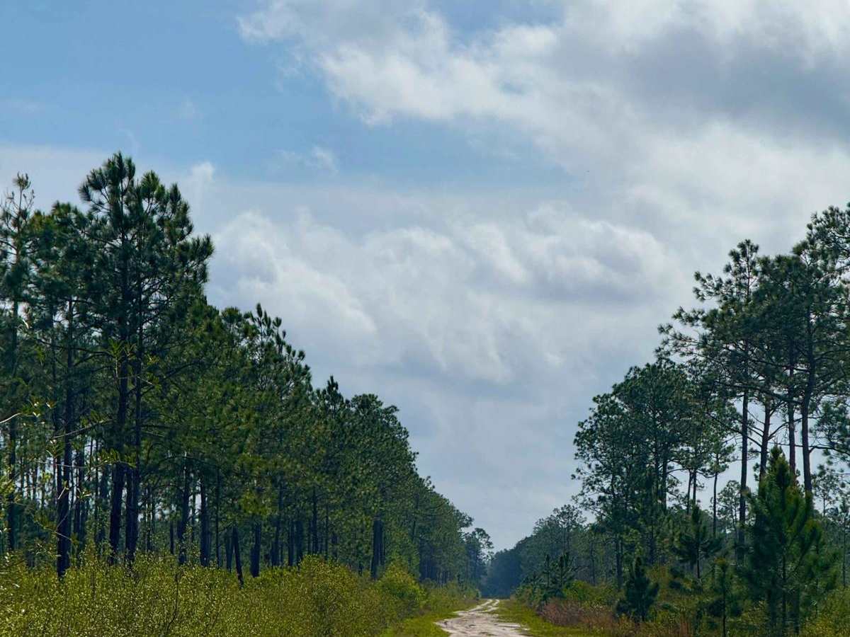 Nero Road trail photo