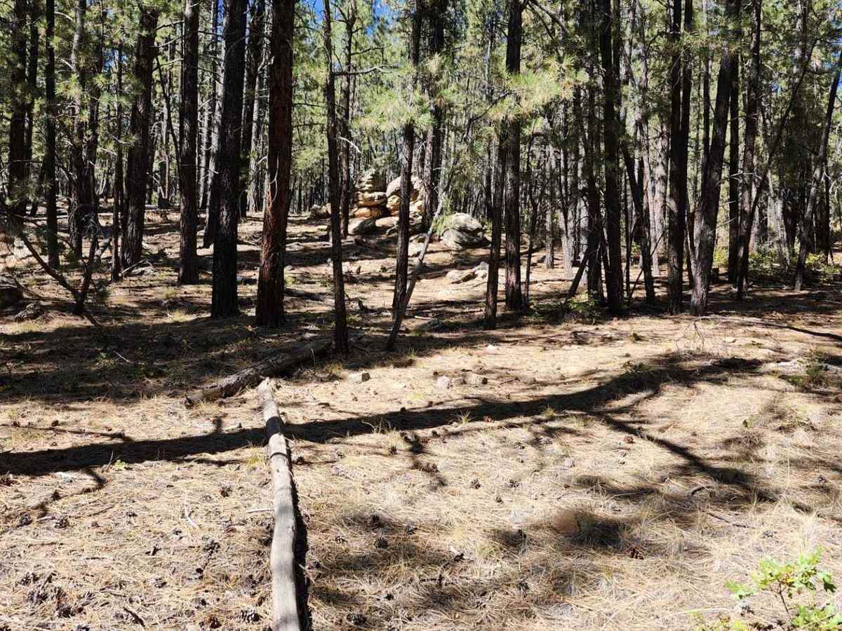 Bulldog Canyon Trail photo 5