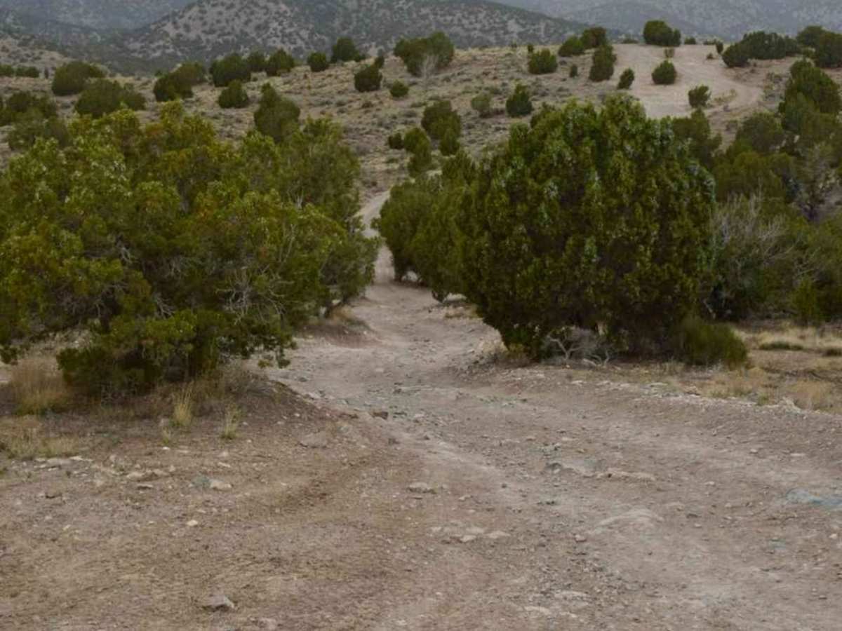 Tight Tree Trail photo 3