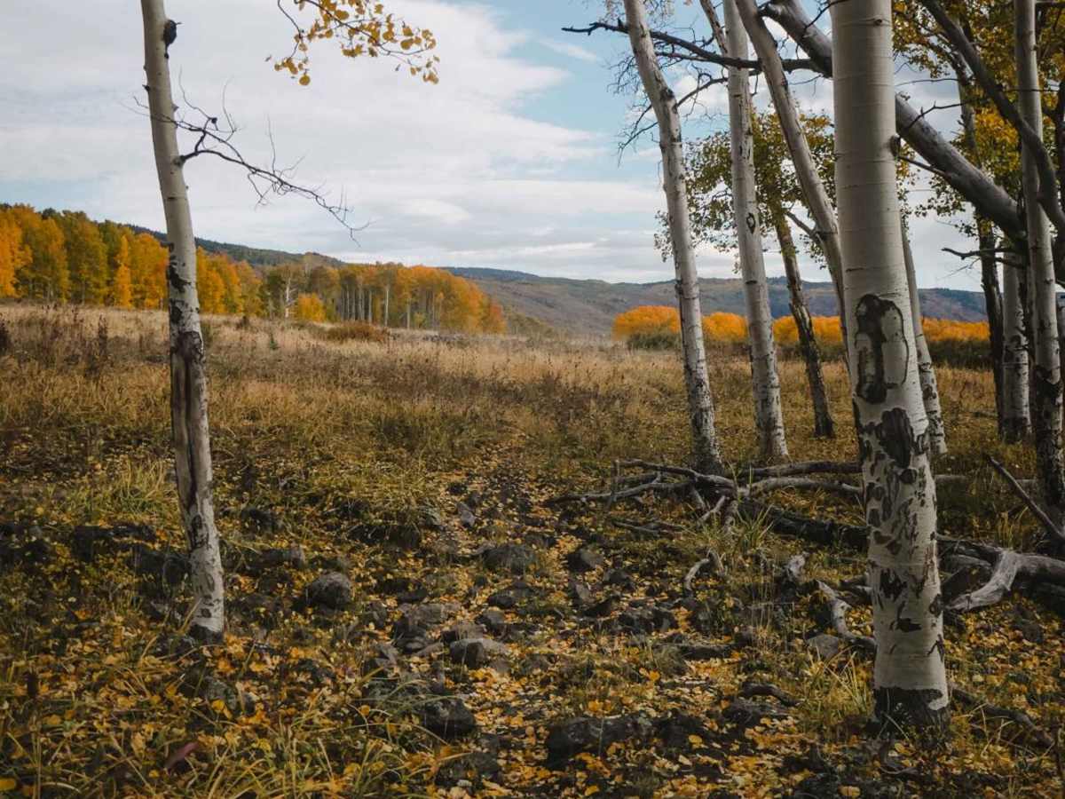 Point Camp Trail photo 2