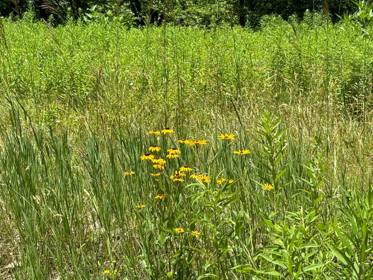Owl Knob Hollow photo 5