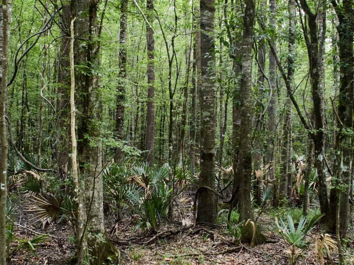 Cypress Swamp Trail photo 2