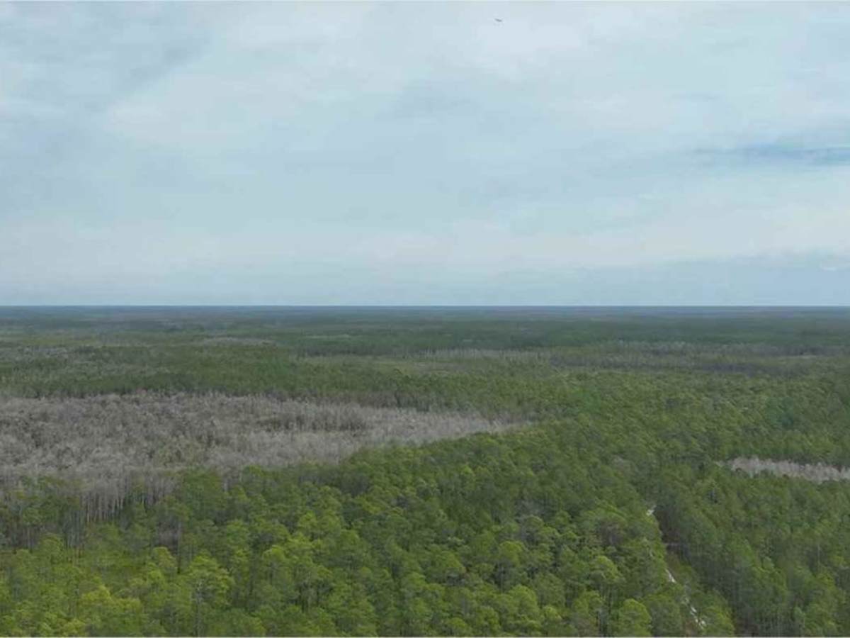 Osceola National Forest - Swamp Thing photo 5