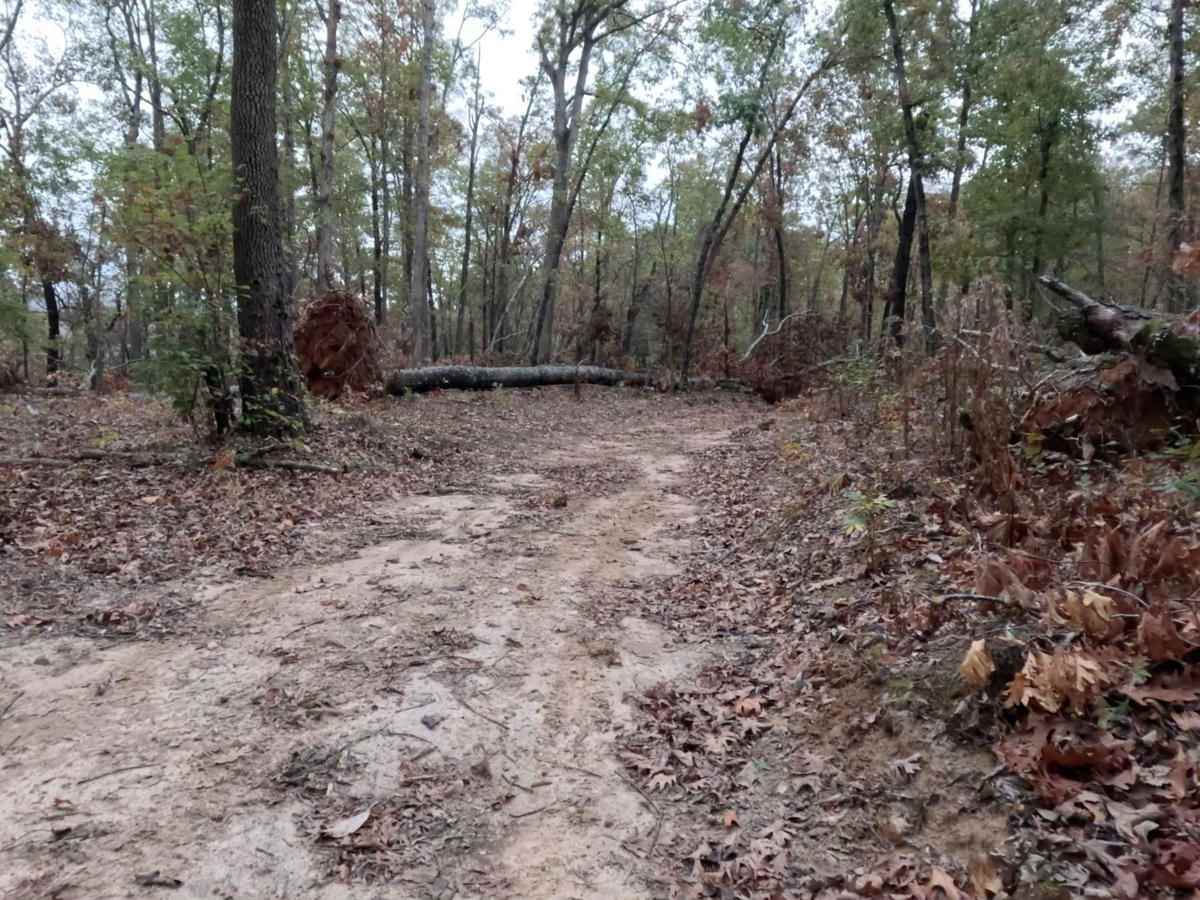 Logging Bank Trail (FSR #94449B) photo 5