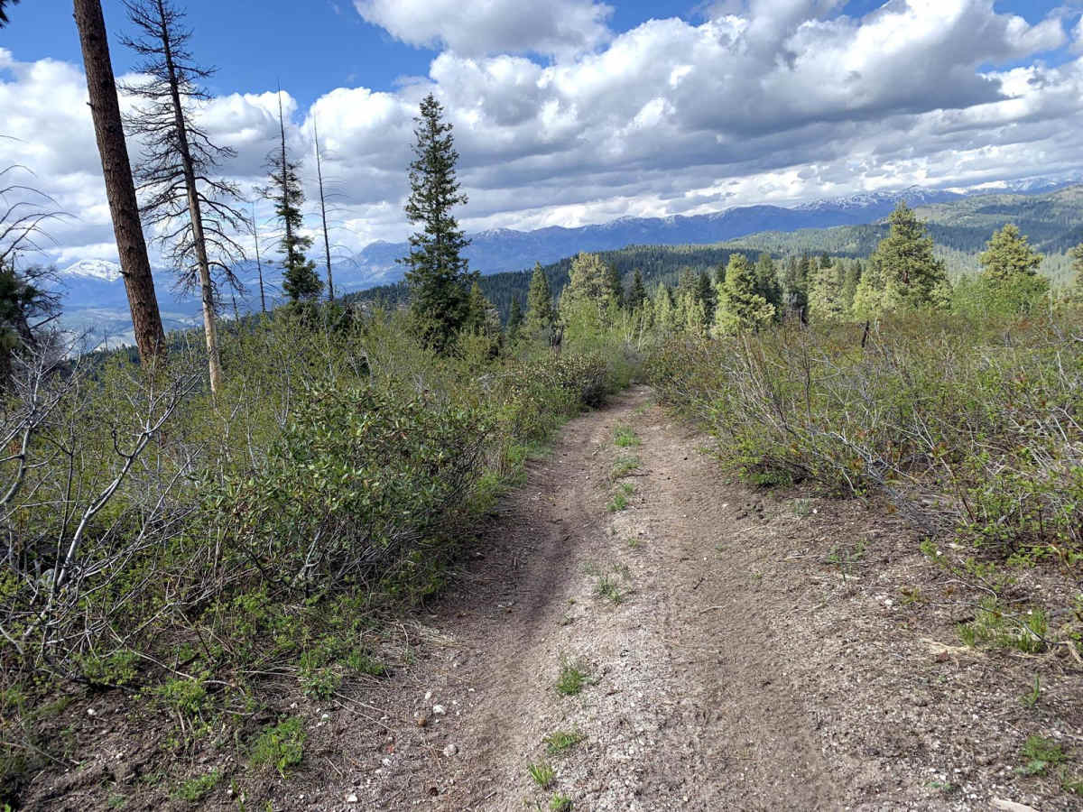 Yellow Pine Ridge photo 6