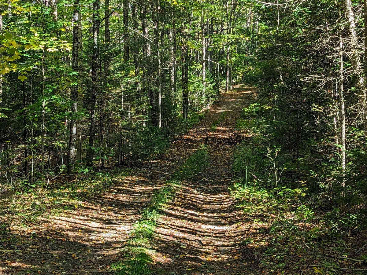 Bear Pond Trail photo 4