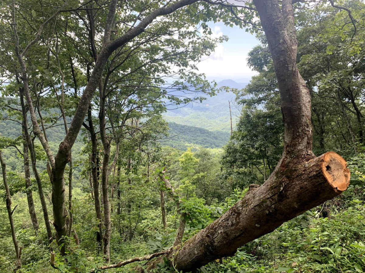 Beaverdam Bald photo 2