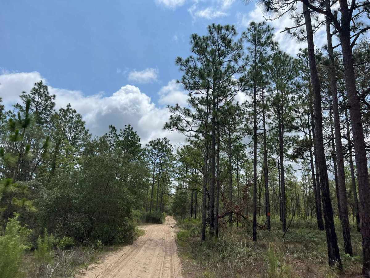 Citrus Wildlife Management | Trail 18 photo 4