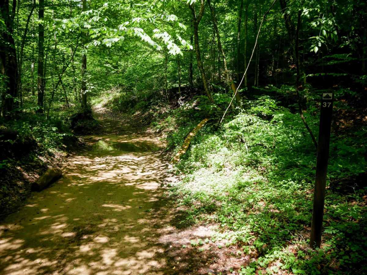 B37 photo 5
