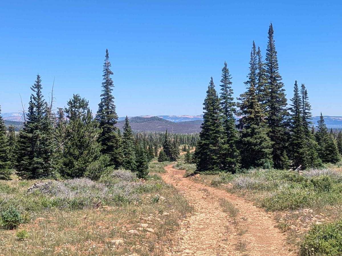 Gooseberry Point trail photo