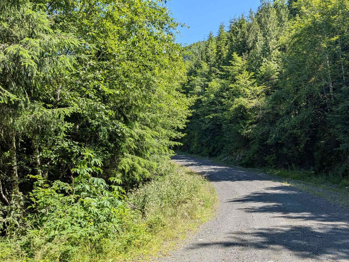 Klaskino Main trail photo