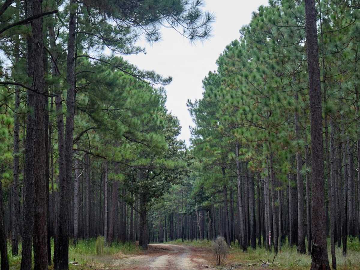 Bonneau Ferry WMA - Perimeter Loop 'B' - Alternate photo 3