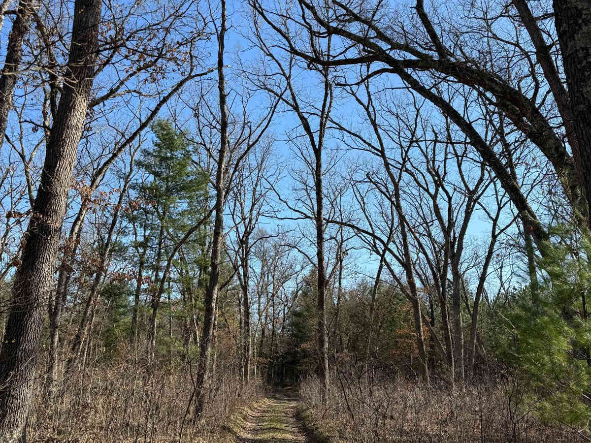 NFS 6459 trail photo