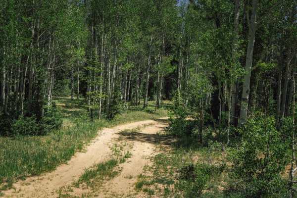 North Canyon Wash (612a)