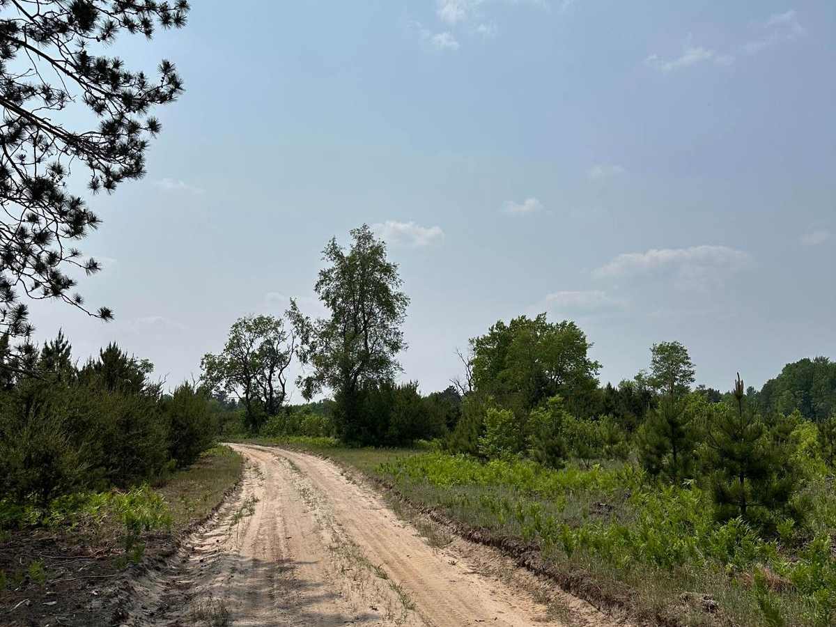 Pine Road Part 2 photo 6