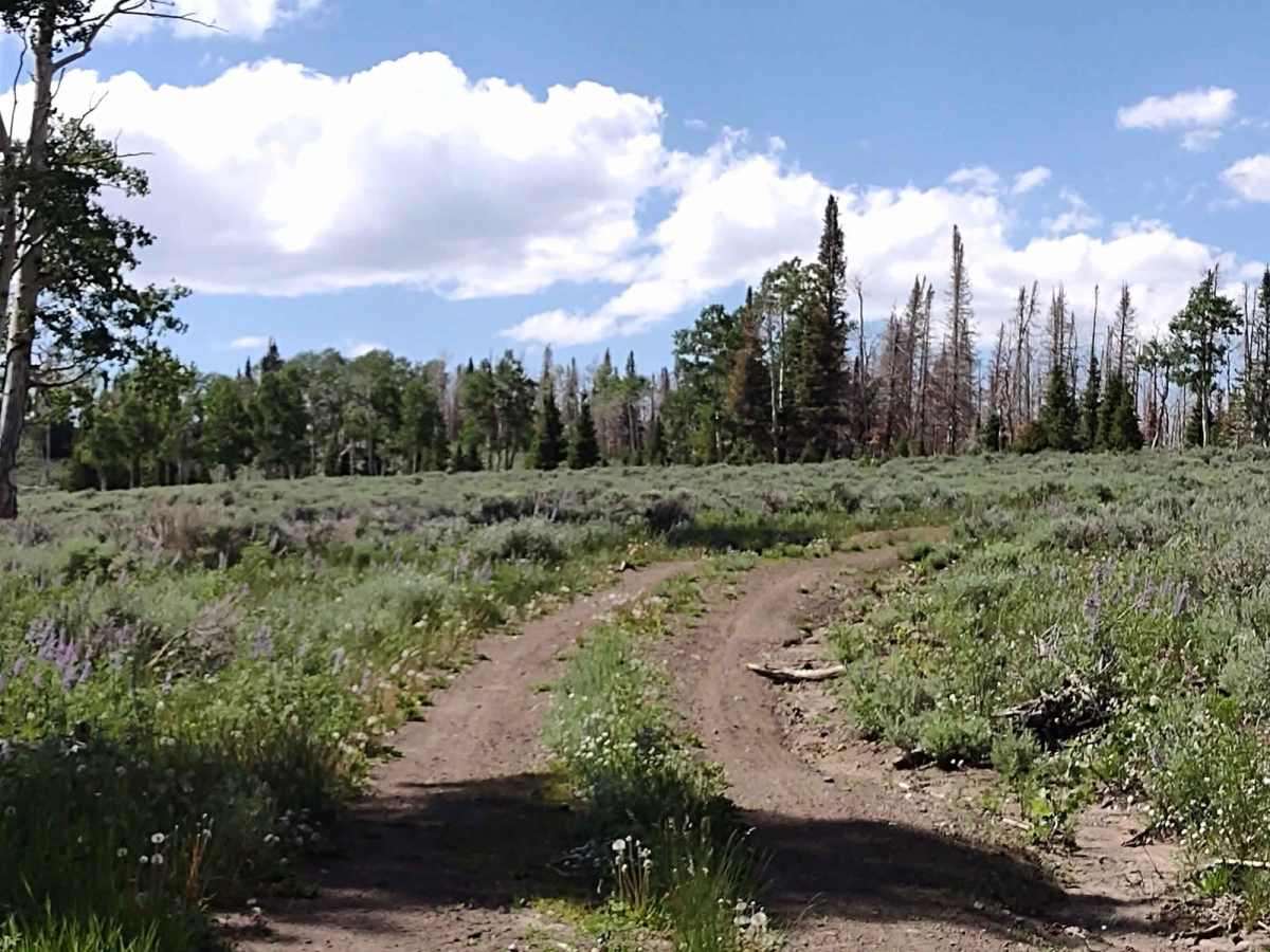 Burned Aspen Loop - FS 41230 photo 2