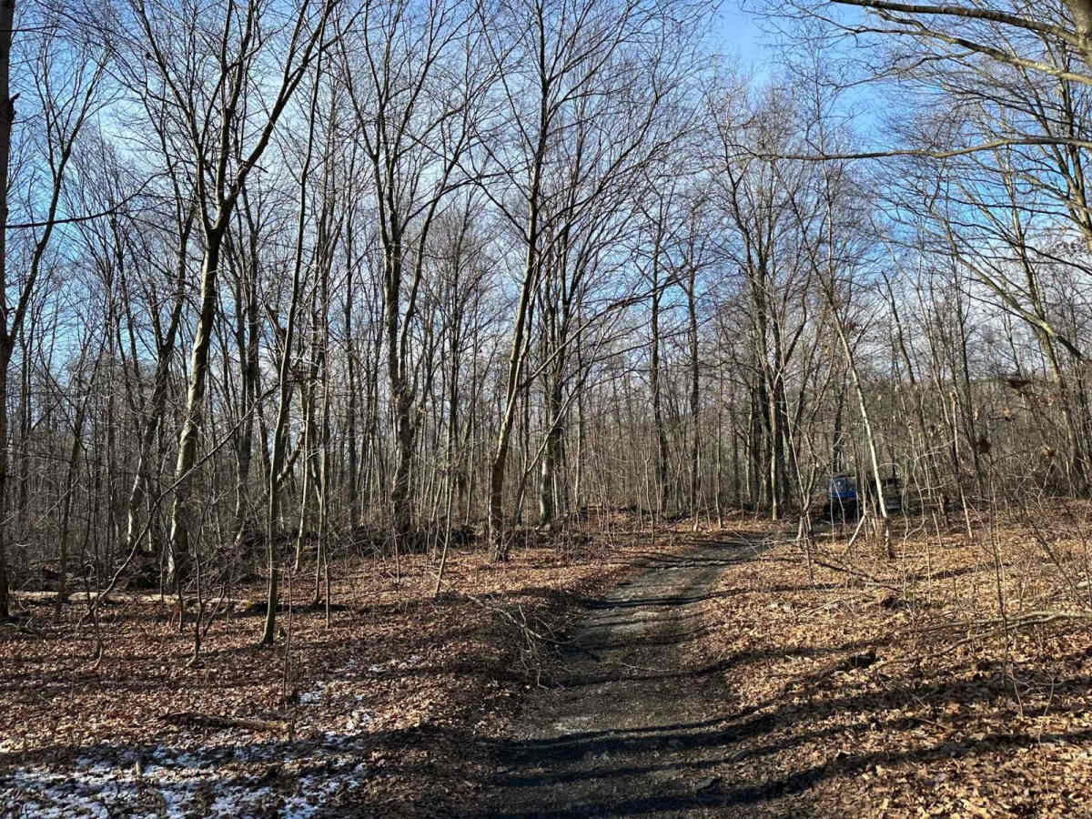 Locust Gap 12 trail photo