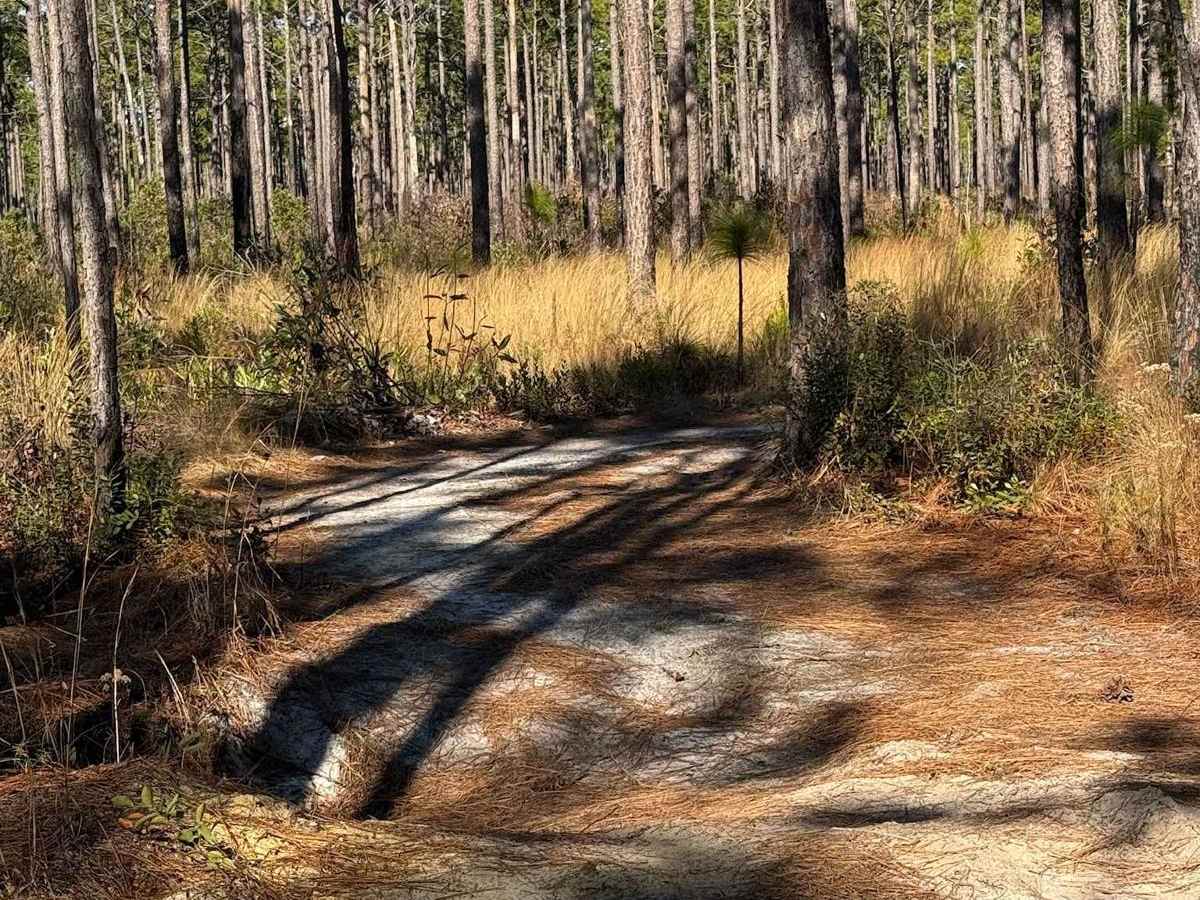 Pettiford Creek Main Trail photo 4