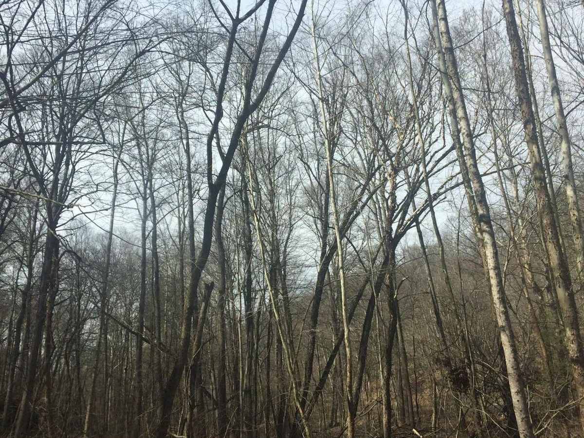 Hogan Overlook trail photo