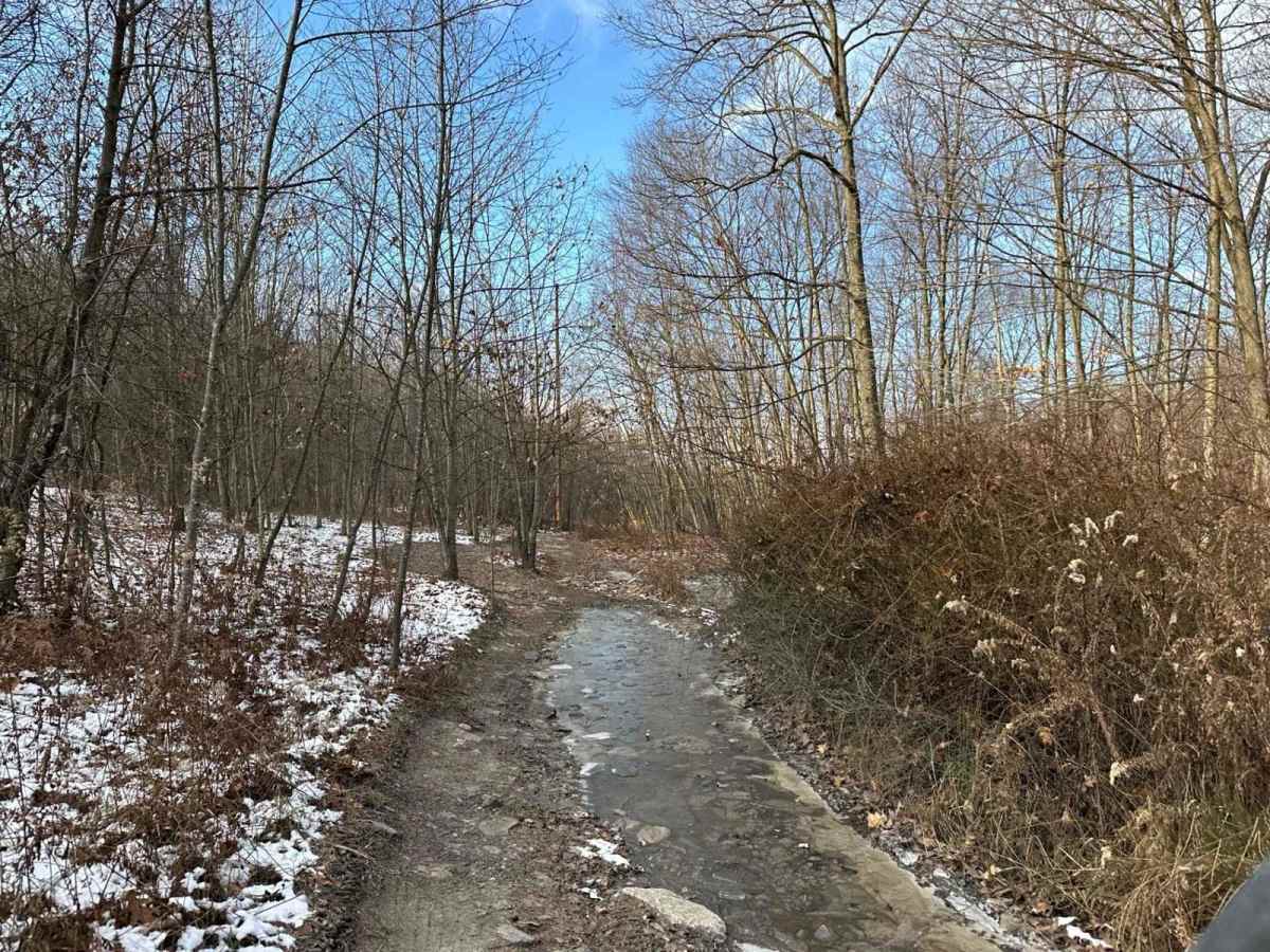 Locust Gap 18 photo 3