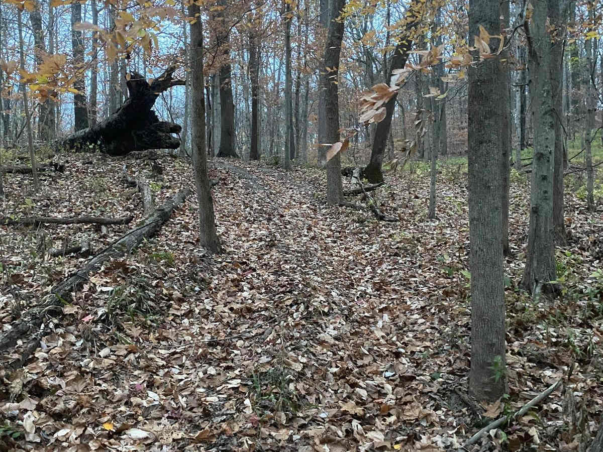 Turkey Trot FSR 627/643 photo 6