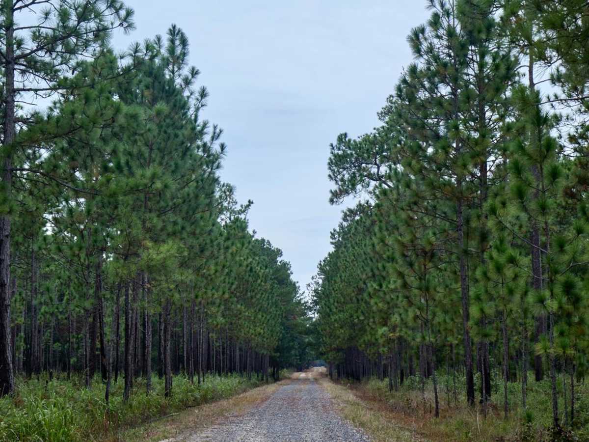 Bonneau Ferry WMA - Perimeter Loop A photo 4