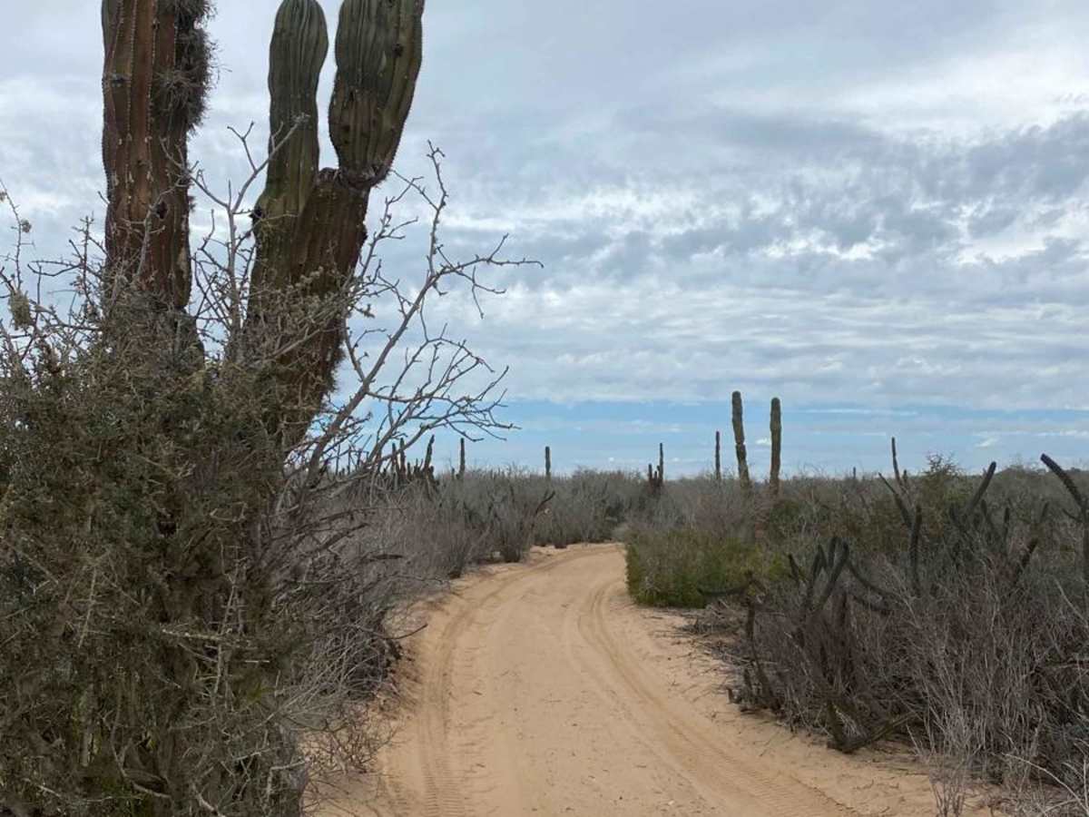 El Faro Connection photo 3