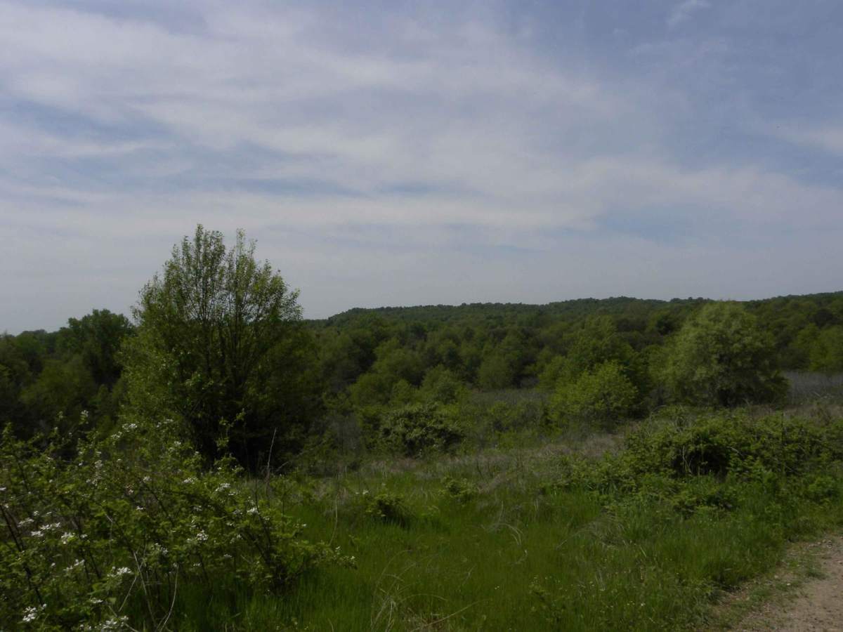 Trail 1 photo 6