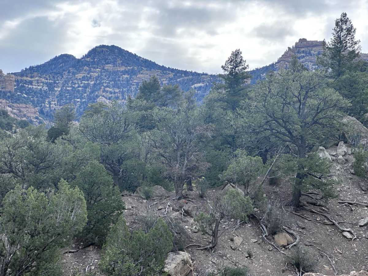 Turtle Canyon Road photo 4
