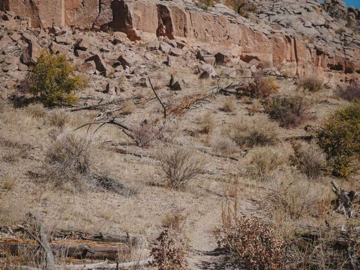 Mule Train photo 2