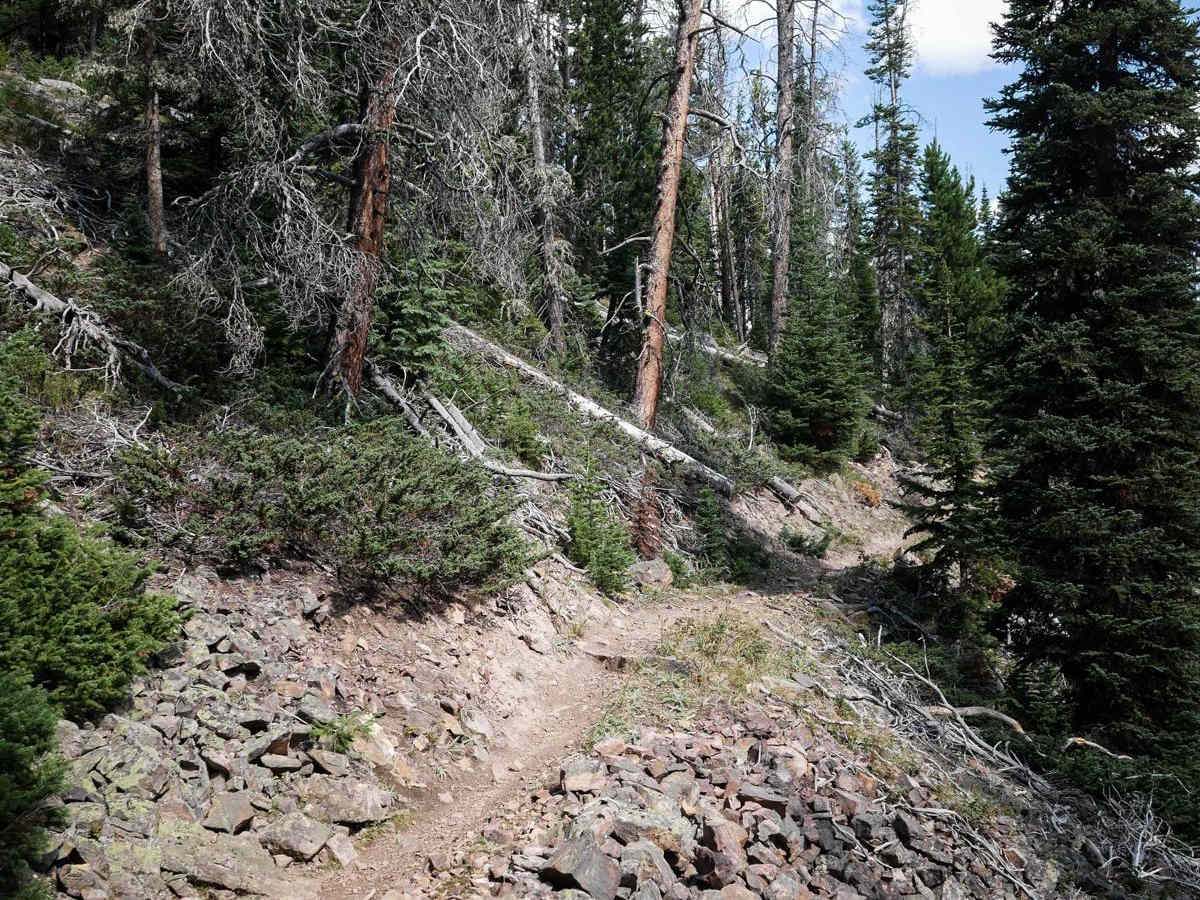 Wapiti Creek photo 5