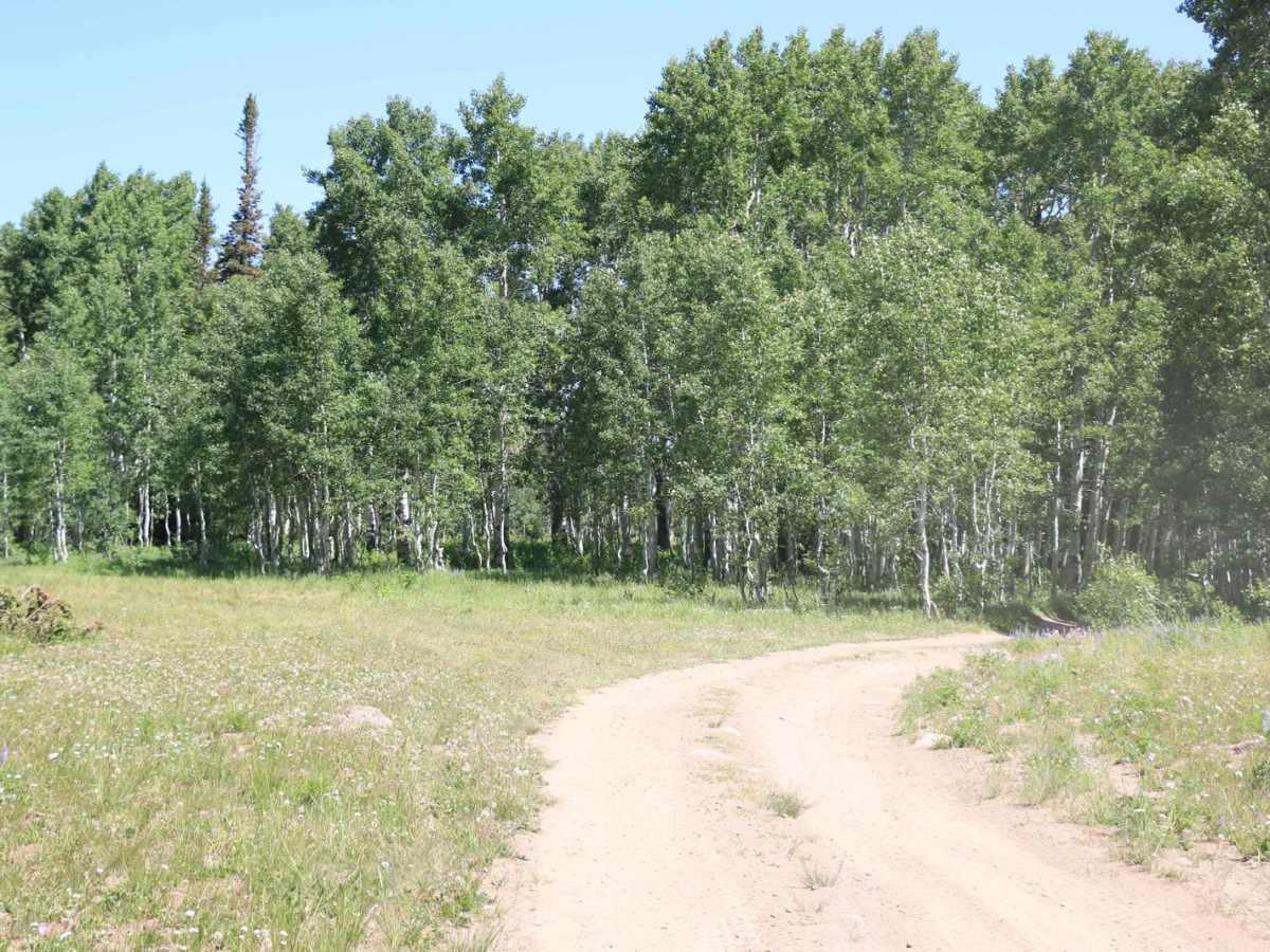 Bear Hollow - FS 70440 photo 4
