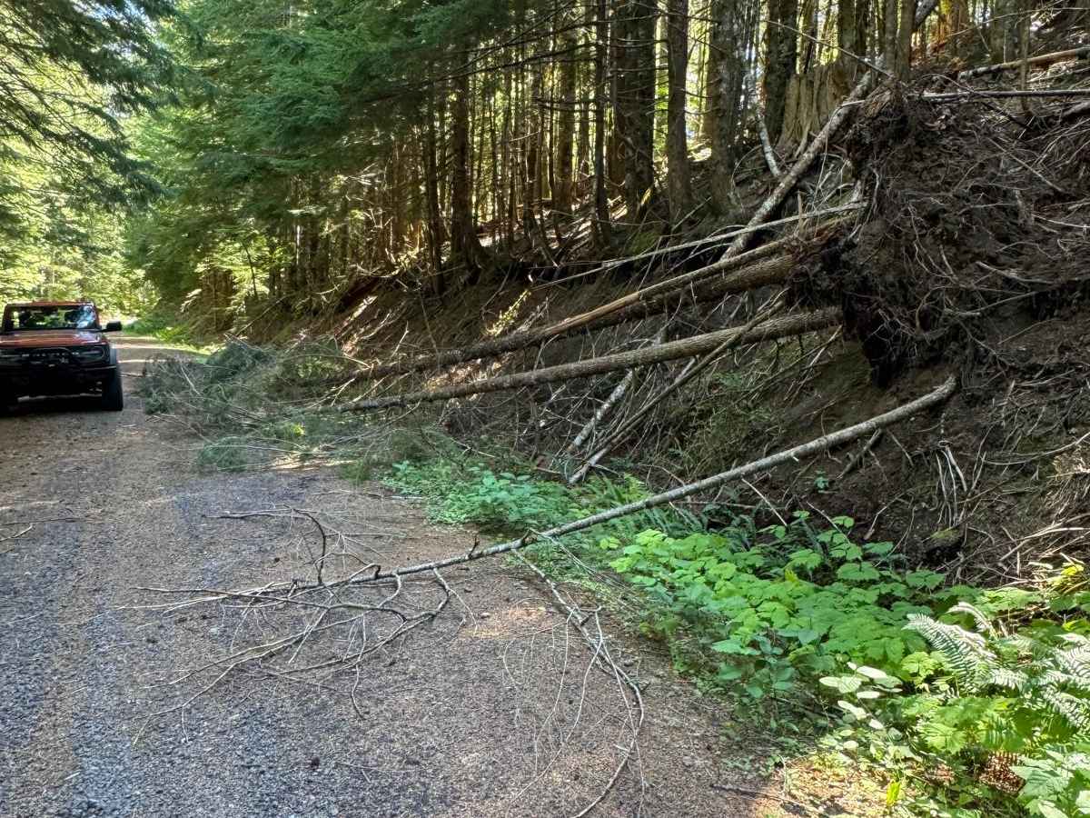 East Fork Lewis Road Connecting Trail photo 6