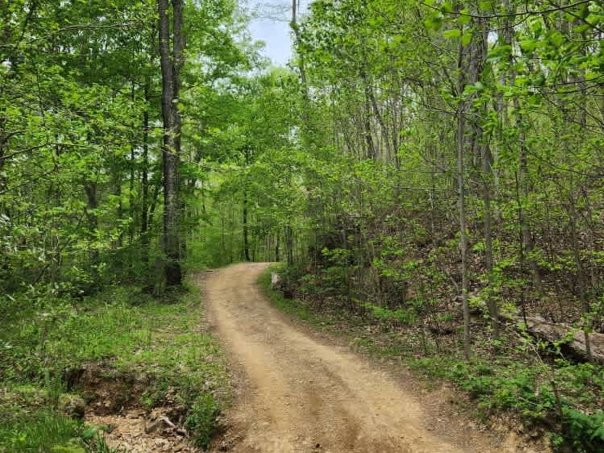 Tobe Lewis Road trail photo
