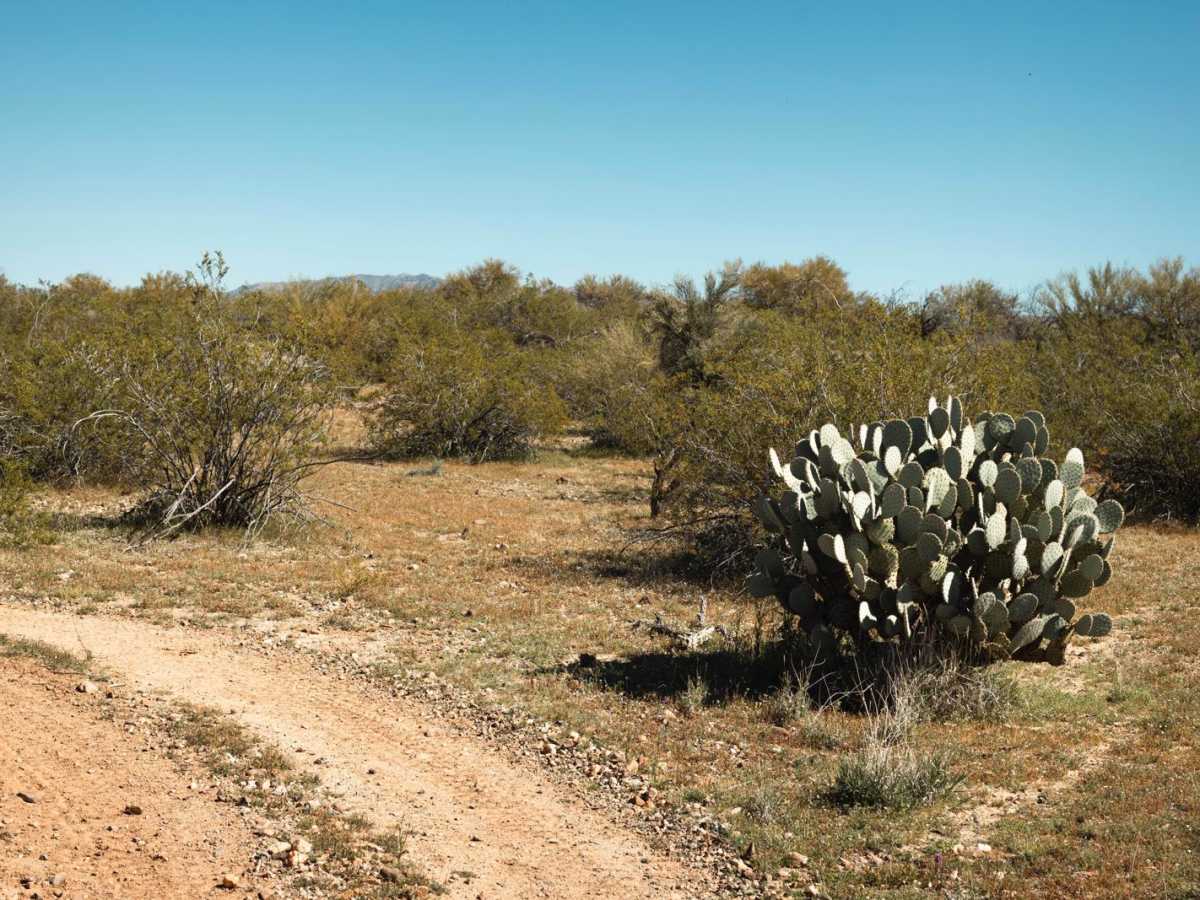 Creosote Forest Run photo 3