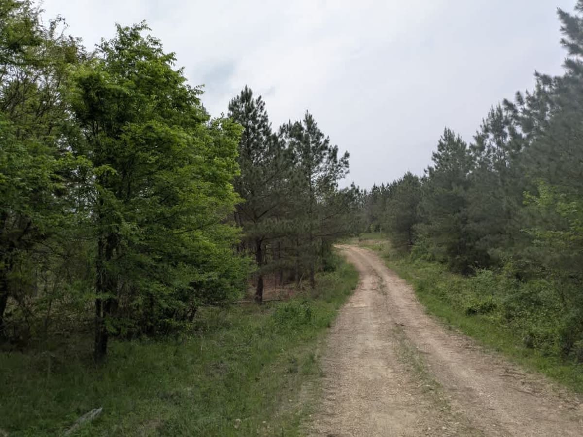 31867 photo 4