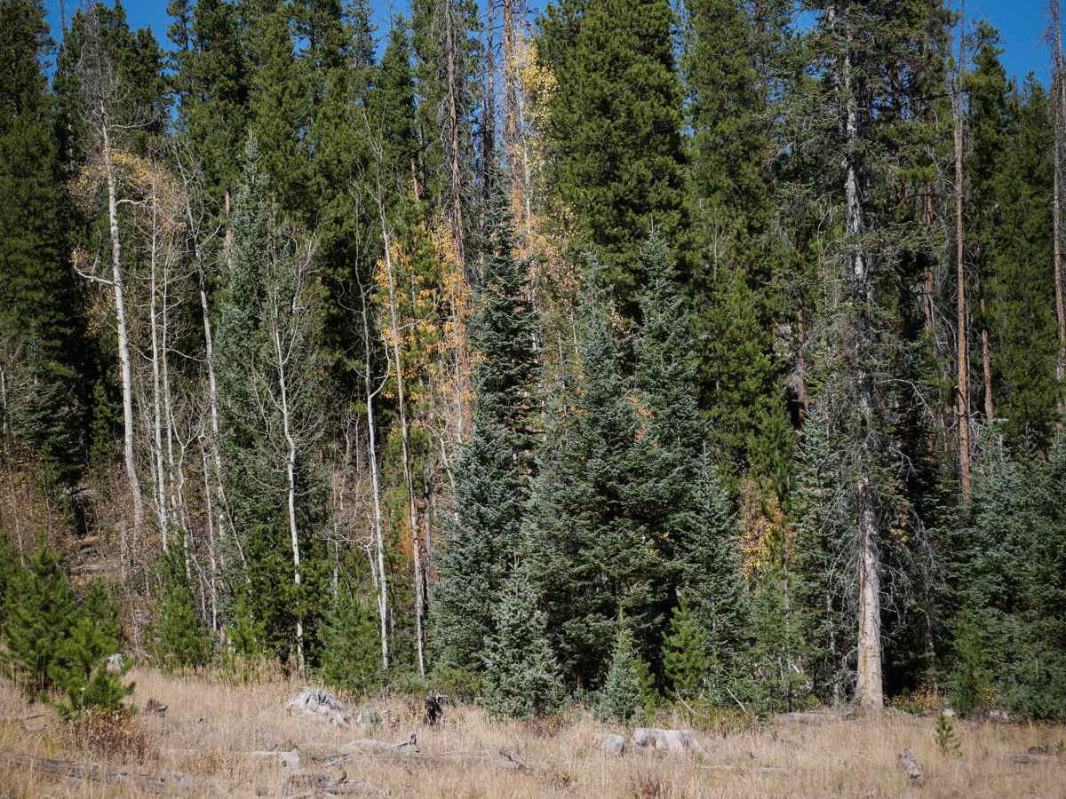 Double Bit trail photo