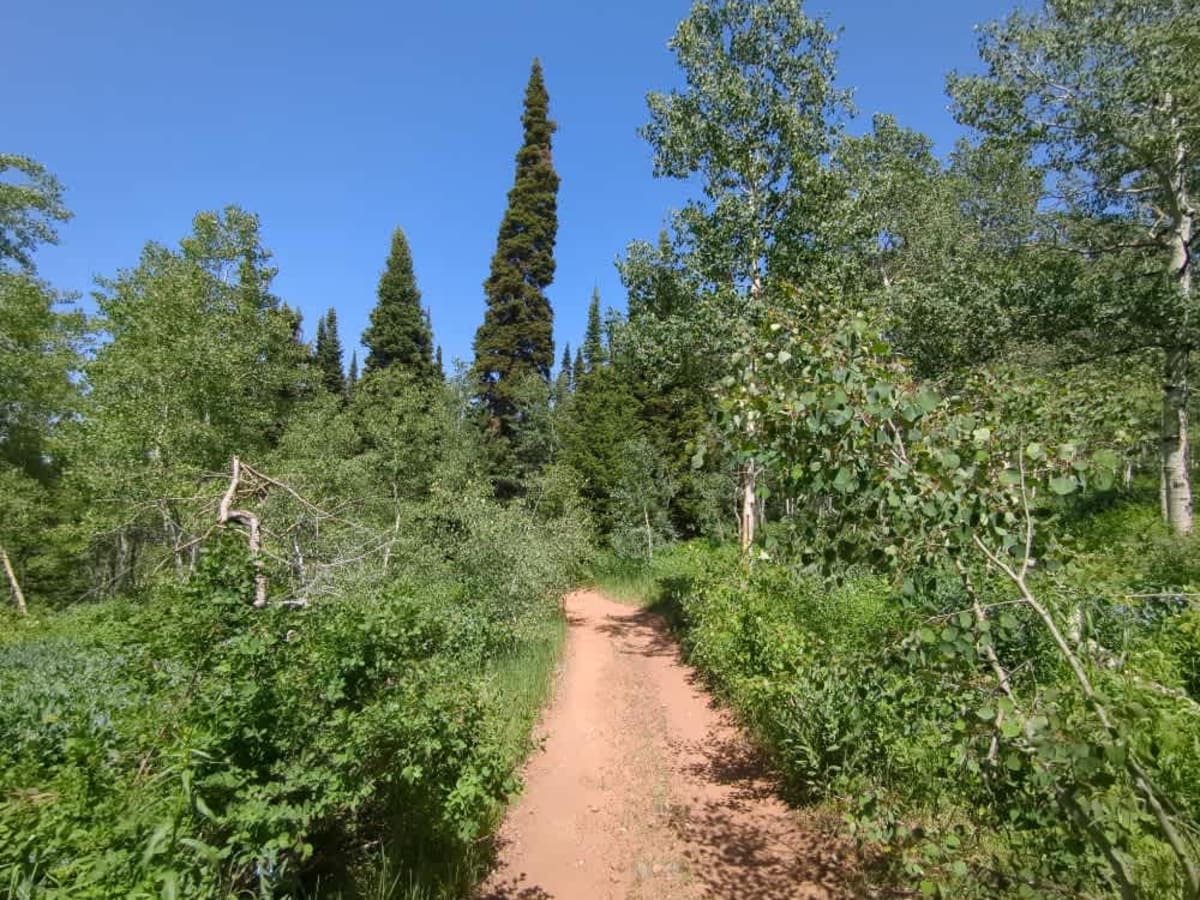 Mitchell Hollow ATV photo 6