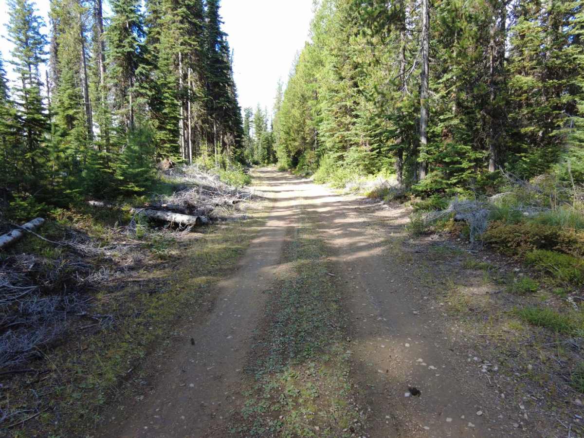 Tamarack Creek - FS 284 photo 3