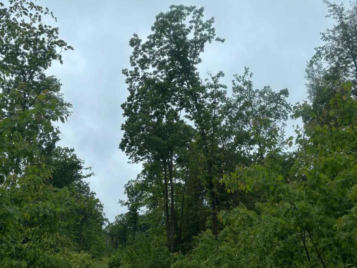Forest Road 2619 photo 6